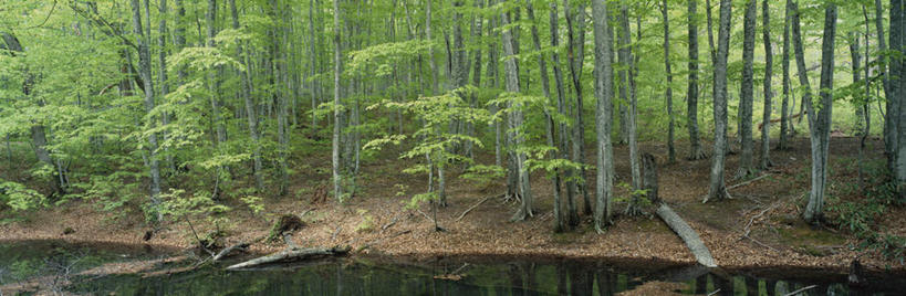 无人,横图,全景,室外,白天,正面,旅游,度假,美景,森林,树林,水,植物,叶子,日本,亚洲,阴影,朦胧,模糊,光线,影子,景观,水流,水面,绿叶,娱乐,树,树木,绿色,阳光,自然,享受,休闲,嫩叶,景色,放松,生长,成长,沼泽,自然风光,东亚,本州,本州岛,日本国,青森,青森县,东北地方,叶,叶片,彩图