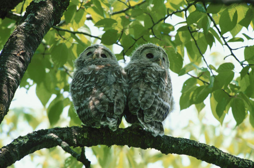 无人,站,横图,室外,特写,白天,仰视,旅游,度假,美景,植物,猫头鹰,鸟,野生动物,叶子,阴影,朦胧,模糊,光线,鸟类,影子,景观,绿叶,注视,娱乐,树,树木,蓝色,绿色,蓝天,天空,阳光,自然,动物,天,观察,看,站着,两只,享受,休闲,嫩叶,景色,放松,生长,晴朗,成长,观看,察看,关注,自然风光,凶猛,万里无云,残暴,凶残,叶,叶片,晴空,晴空万里,鸮,枭,站立,彩图,低角度拍摄,全身