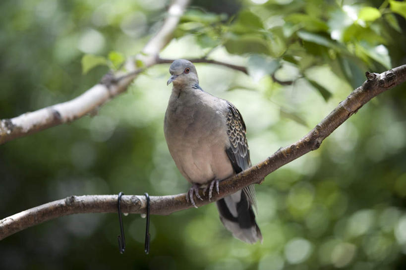 无人,站,横图,室外,特写,白天,仰视,旅游,度假,美景,植物,鸟,叶子,阴影,朦胧,模糊,光线,斑鸠,鸟类,影子,景观,绿叶,娱乐,树,树木,树枝,一只,绿色,阳光,自然,站着,享受,休闲,嫩叶,景色,放松,生长,成长,自然风光,欧斑鸠,叶,叶片,站立,彩图,低角度拍摄,全身