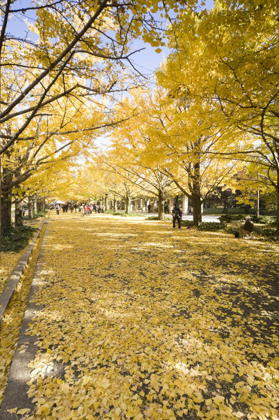 无人,竖图,室外,白天,正面,旅游,度假,美景,植物,银杏树,叶子,一排,许多,朦胧,模糊,整齐,景观,枯叶,落叶,娱乐,树,树木,排列,红色,蓝色,绿色,蓝天,天空,自然,天,享受,休闲,景色,放松,生长,晴朗,成长,队列,自然风光,万里无云,鸭脚树,叶,叶片,晴空,晴空万里,银杏,公孙树,白果,彩图