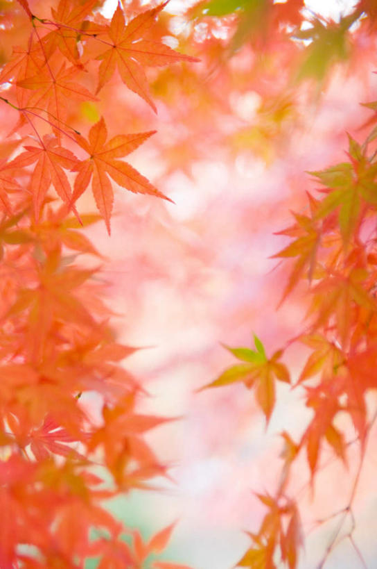 无人,竖图,室内,特写,白天,白色背景,正面,静物,叶子,许多,朦胧,模糊,枫叶,枯叶,落叶,黄色,红色,摄影,影棚,枫树叶,叶,叶片,彩图,影棚拍摄,拍摄