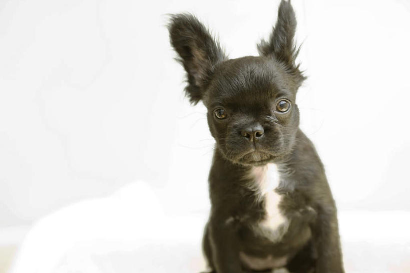 无人,蹲,横图,室内,特写,白天,白色背景,正面,宠物,狗,朦胧,模糊,注视,一只,黑色,动物,观察,看,可爱,摄影,影棚,观看,察看,关注,忠诚,犬,蹲着,半身,彩图,影棚拍摄,拍摄