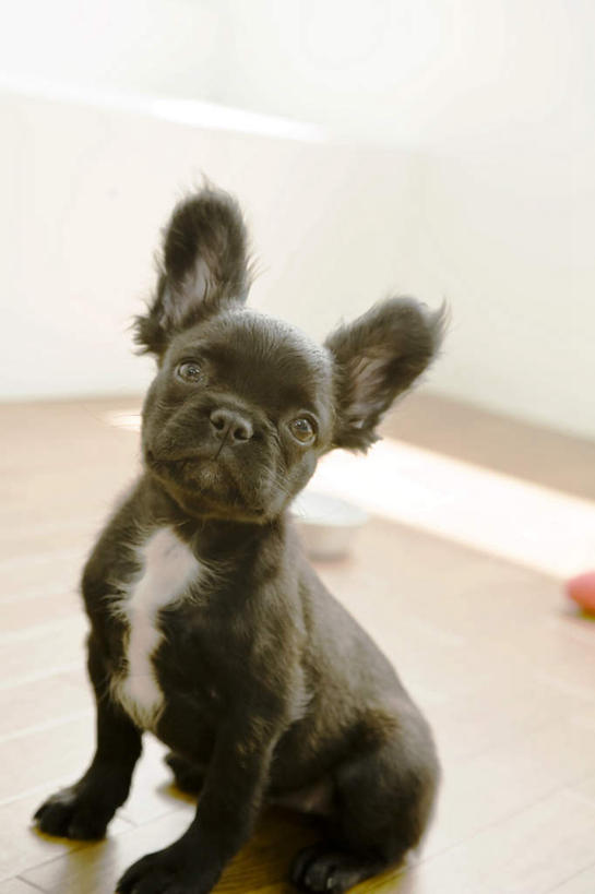 无人,坐,竖图,俯视,室内,特写,白天,地板,宠物,狗,朦胧,模糊,地面,注视,木地板,一只,黑色,动物,观察,看,可爱,观看,察看,关注,忠诚,犬,抬头,仰头,坐着,彩图,高角度拍摄,全身