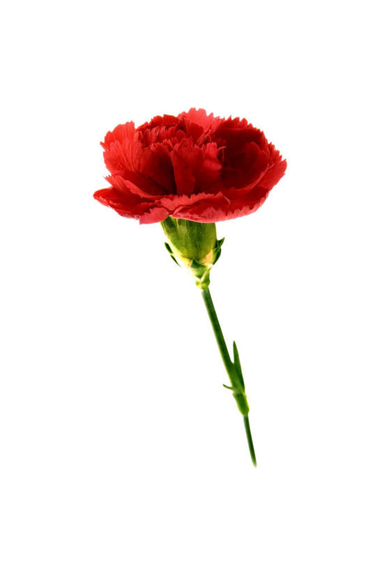 无人,竖图,室内,特写,白天,白色背景,正面,康乃馨,朦胧,模糊,盛开,花蕾,花,花瓣,花朵,鲜花,一朵,红色,花苞,花蕊,摄影,影棚,麝香石竹,石竹,香石竹,彩图,影棚拍摄,拍摄