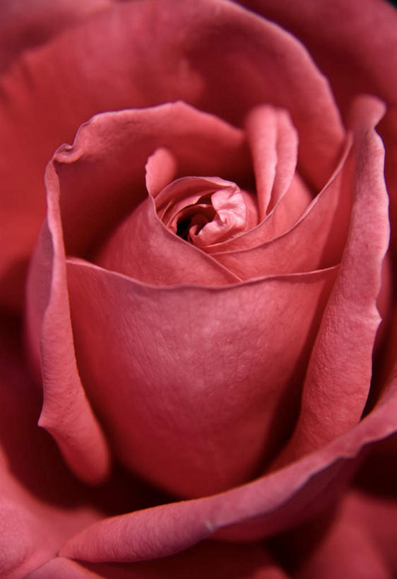 无人,竖图,俯视,室内,特写,白天,爱情,幸福,纯洁,热情,玫瑰,朦胧,模糊,盛开,玫瑰花,浪漫,花蕾,花,花瓣,花朵,鲜花,粉色,花苞,花蕊,温暖,温馨,恩爱,摄影,影棚,和睦,感动,尊敬,天真,刺玫花,徘徊花,彩图,高角度拍摄,影棚拍摄,拍摄,融洽