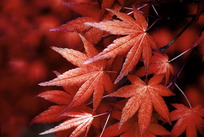 无人,横图,室外,特写,白天,正面,旅游,度假,美景,叶子,许多,朦胧,模糊,景观,枫叶,娱乐,红色,自然,享受,休闲,景色,放松,枫树叶,自然风光,槭树,日本红枫,日本红丝带,叶,叶片,彩图