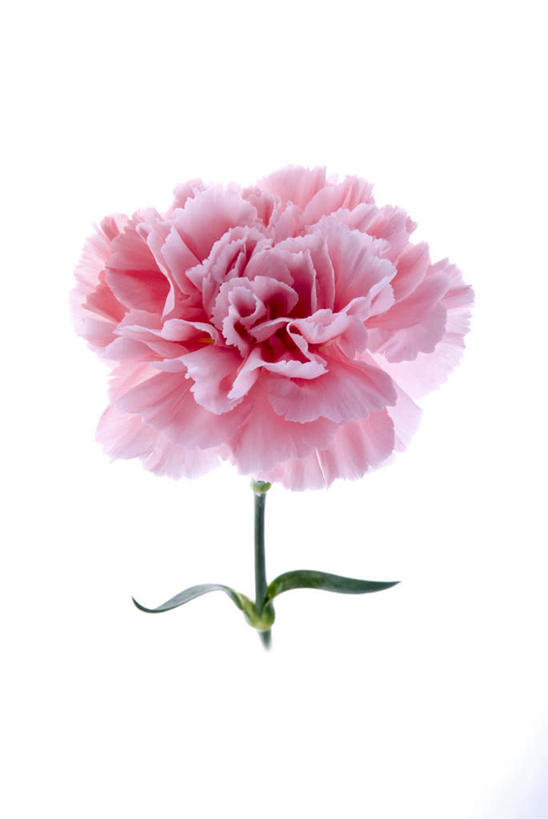 无人,竖图,室内,特写,白天,白色背景,正面,康乃馨,朦胧,模糊,盛开,花蕾,花,花瓣,花朵,鲜花,一朵,粉色,花苞,花蕊,摄影,影棚,麝香石竹,石竹,香石竹,彩图,影棚拍摄,拍摄