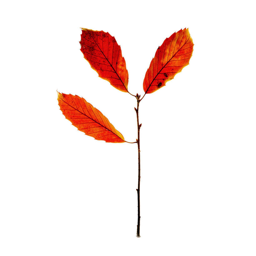 无人,方图,室内,特写,白天,白色背景,正面,秋季,叶子,朦胧,模糊,枯叶,落叶,三片,树枝,红色,摄影,影棚,叶,叶片,秋,秋天,彩图,影棚拍摄,拍摄