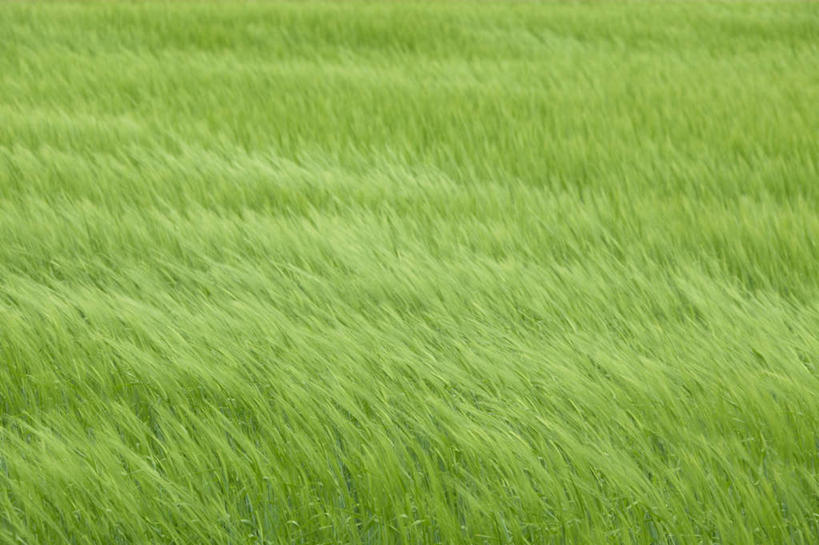 无人,农田,横图,俯视,室外,白天,旅游,度假,农业,庄稼,农作物,美景,风,大风,北海道,日本,亚洲,朦胧,模糊,稻田,景观,娱乐,自然,享受,休闲,景色,放松,流动,自然风光,流通,东亚,日本国,北海道地方,北海道岛,美瑛町,美瑛,彩图,高角度拍摄,耕地,庄稼田