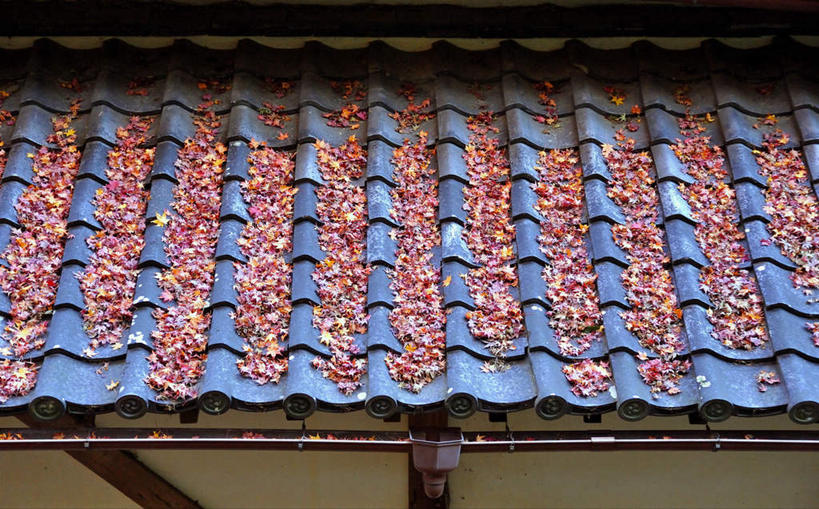 无人,横图,俯视,室外,白天,建筑,叶子,许多,朦胧,模糊,瓦片,枫叶,枯叶,落叶,瓦,黄色,红色,建造,枫树叶,屋瓦,叶,叶片,彩图,高角度拍摄