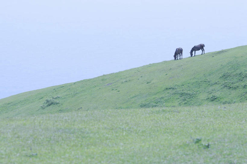 无人,站,横图,室外,白天,正面,旅游,度假,草地,草坪,美景,植物,马,野生动物,日本,亚洲,阴影,光线,影子,景观,娱乐,草,蓝色,绿色,黑色,蓝天,天空,阳光,自然,动物,天,低头,站着,享受,休闲,景色,放松,运输,牲畜,晴朗,两匹,自然风光,东亚,万里无云,日本国,九州本岛,九州,九州岛,九州地方,宫崎,宫崎县,晴空,晴空万里,站立,彩图