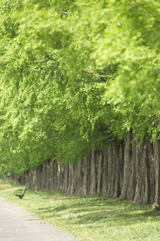 无人,竖图,室外,白天,正面,旅游,度假,草地,草坪,美景,植物,道路,路,阴影,光线,影子,景观,小路,交通,娱乐,草,树,树木,排列,绿色,阳光,自然,享受,休闲,景色,放松,乡间小路,生长,成长,队列,自然风光,彩图