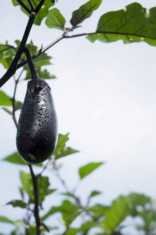 无人,竖图,室外,特写,白天,正面,茄子,蔬菜,叶子,阴影,新鲜,光线,影子,食品,绿叶,食物,一个,紫色,阳光,嫩叶,有机食品,绿色食品,单个,叶,叶片,落苏,酪酥,昆仑瓜,矮瓜,彩图