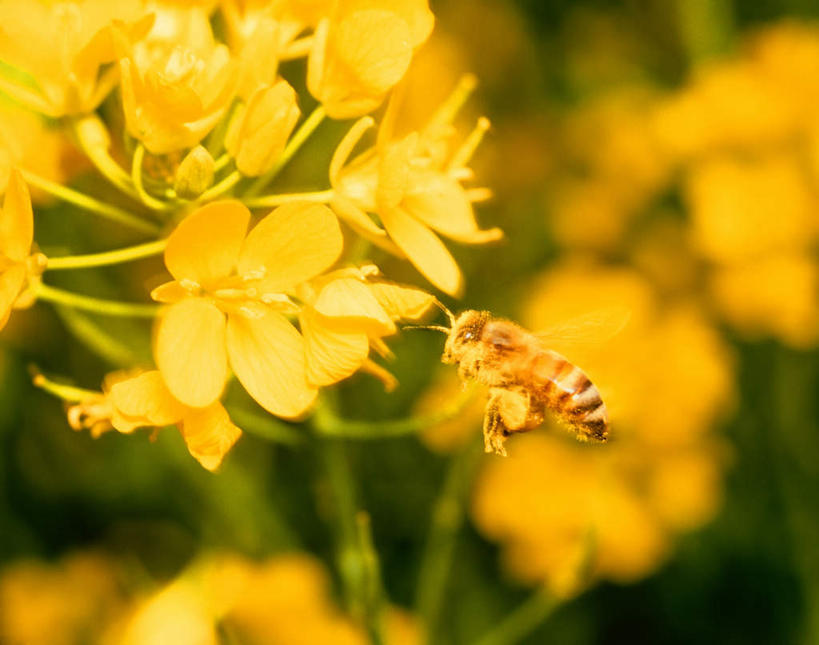 无人,横图,室外,特写,白天,正面,草地,草坪,美景,植物,蜜蜂,飞翔,阴影,朦胧,模糊,盛开,飞行,光线,昆虫,影子,景观,花蕾,草,花,花瓣,花朵,鲜花,一只,黄色,绿色,阳光,自然,动物,花苞,花蕊,油菜花,景色,自然风光,采蜜,益虫,彩图,全身