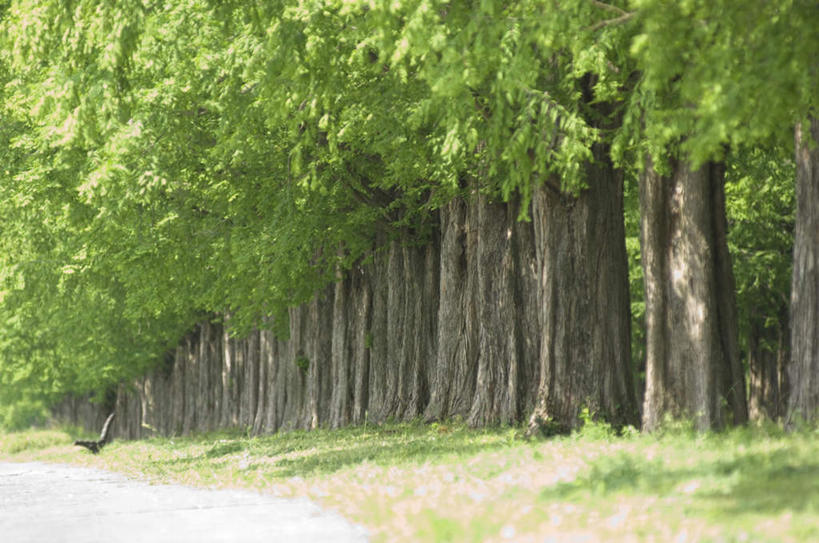 无人,横图,室外,白天,正面,旅游,度假,草地,草坪,美景,植物,道路,路,一排,阴影,整齐,光线,影子,景观,小路,交通,娱乐,草,树,树木,排列,绿色,阳光,自然,享受,休闲,景色,放松,乡间小路,生长,成长,队列,自然风光,彩图
