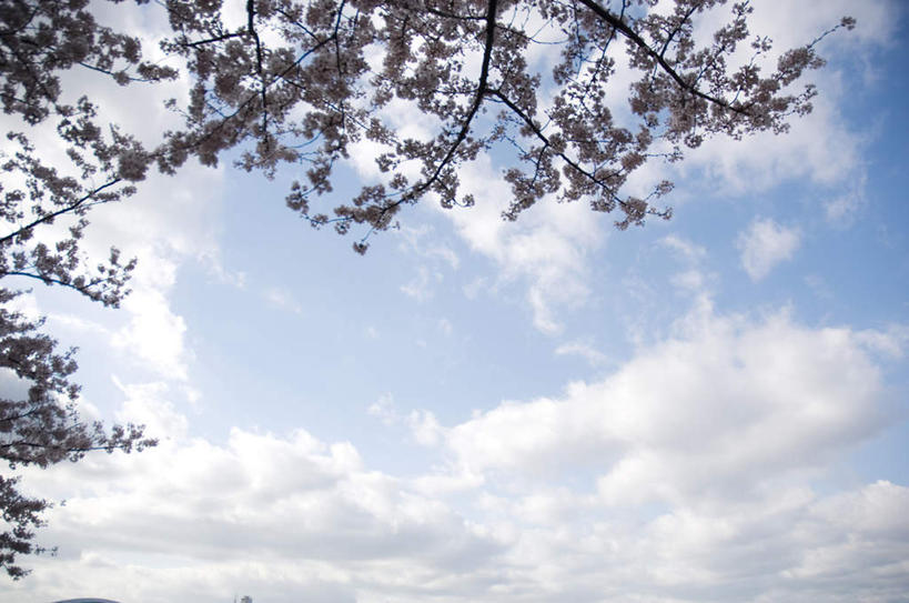 无人,横图,室内,白天,仰视,旅游,度假,美景,植物,樱花,阴影,盛开,光线,影子,景观,云,云朵,花蕾,云彩,娱乐,花,花瓣,花朵,鲜花,树,树木,粉色,蓝色,绿色,白云,蓝天,天空,阳光,自然,天,花苞,花蕊,享受,休闲,景色,放松,生长,成长,自然风光,仙樱花,福岛樱,青肤樱,荆桃,彩图,低角度拍摄