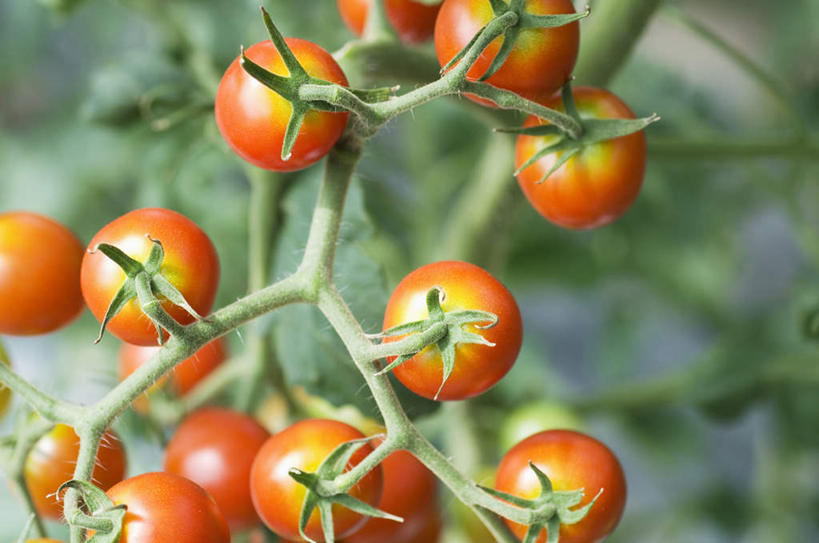 无人,农田,横图,俯视,室外,白天,旅游,度假,庄稼,农作物,美景,蔬菜,西红柿,叶子,许多,阴影,新鲜,光线,影子,景观,食品,绿叶,娱乐,食物,黄色,阳光,自然,享受,休闲,球体,嫩叶,景色,放松,有机食品,绿色食品,自然风光,叶,叶片,番茄,彩图,高角度拍摄,耕地,庄稼田