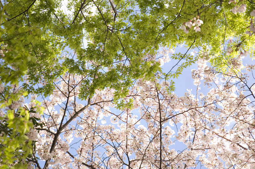 无人,横图,室外,白天,仰视,旅游,度假,美景,植物,樱花,阴影,盛开,光线,影子,景观,云,云朵,花蕾,云彩,娱乐,花,花瓣,花朵,鲜花,树,树木,粉色,蓝色,绿色,白云,蓝天,天空,阳光,自然,天,花苞,花蕊,享受,休闲,景色,放松,生长,成长,自然风光,仙樱花,福岛樱,青肤樱,荆桃,彩图,低角度拍摄