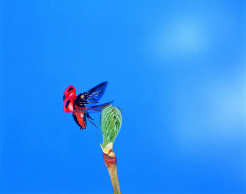 无人,横图,室内,特写,白天,正面,瓢虫,飞翔,阴影,蓝色背景,盛开,飞行,光线,昆虫,影子,花蕾,花,花瓣,花朵,鲜花,一朵,一个,绿色,阳光,动物,花苞,花蕊,摄影,影棚,单个,益虫,七星瓢虫,花大姐,彩图,影棚拍摄,拍摄