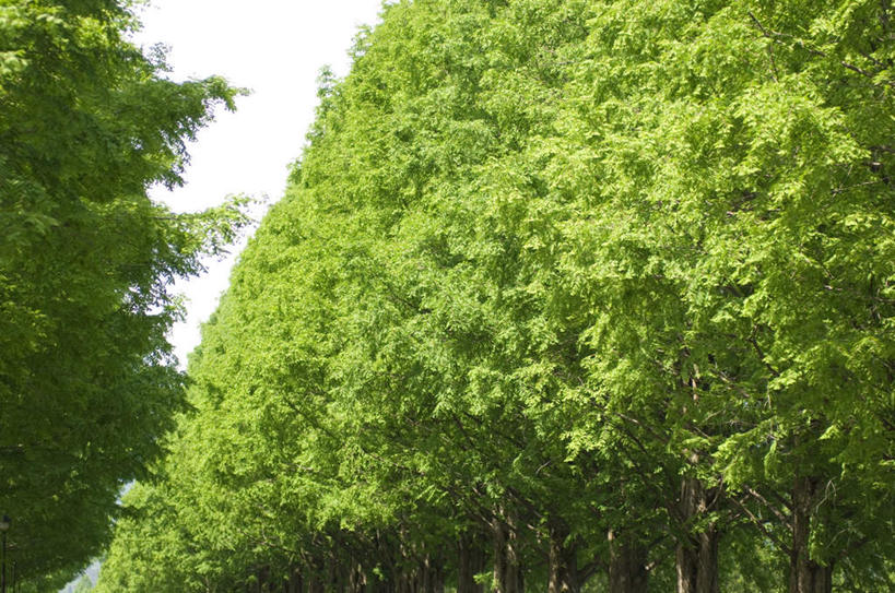 无人,横图,室外,白天,仰视,旅游,度假,草地,草坪,美景,森林,树林,植物,阴影,光线,影子,景观,云,云朵,云彩,娱乐,草,树,树木,蓝色,绿色,白云,蓝天,天空,阳光,自然,天,享受,休闲,景色,放松,生长,成长,自然风光,彩图,低角度拍摄