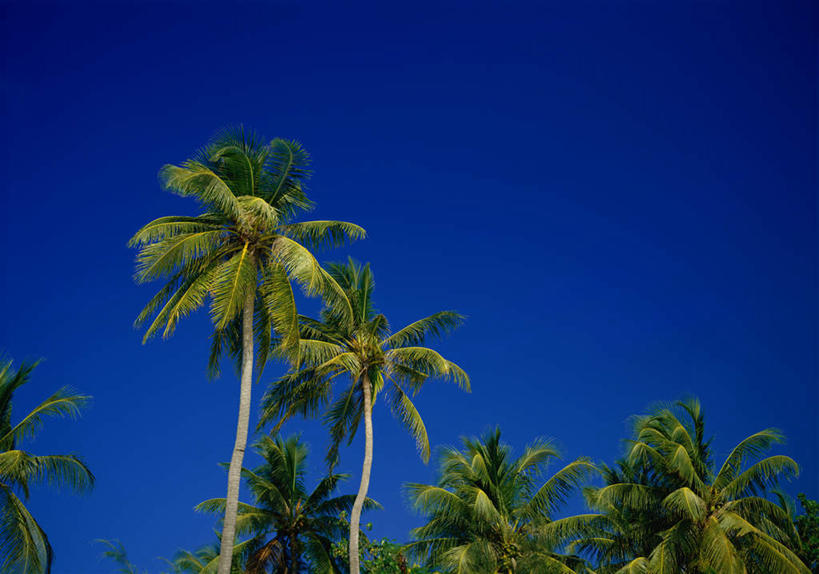 无人,横图,室外,白天,仰视,旅游,度假,美景,植物,许多,阴影,光线,影子,景观,娱乐,树,树木,蓝色,绿色,蓝天,天空,阳光,自然,天,享受,休闲,景色,放松,生长,晴朗,成长,自然风光,万里无云,晴空,晴空万里,彩图,低角度拍摄