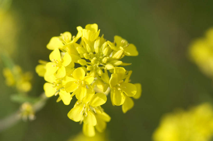 无人,横图,俯视,室外,特写,白天,旅游,度假,草地,草坪,美景,植物,阴影,朦胧,模糊,盛开,光线,影子,景观,花蕾,娱乐,草,花,花瓣,花朵,鲜花,黄色,绿色,阳光,自然,花苞,花蕊,油菜花,享受,休闲,景色,放松,自然风光,彩图,高角度拍摄