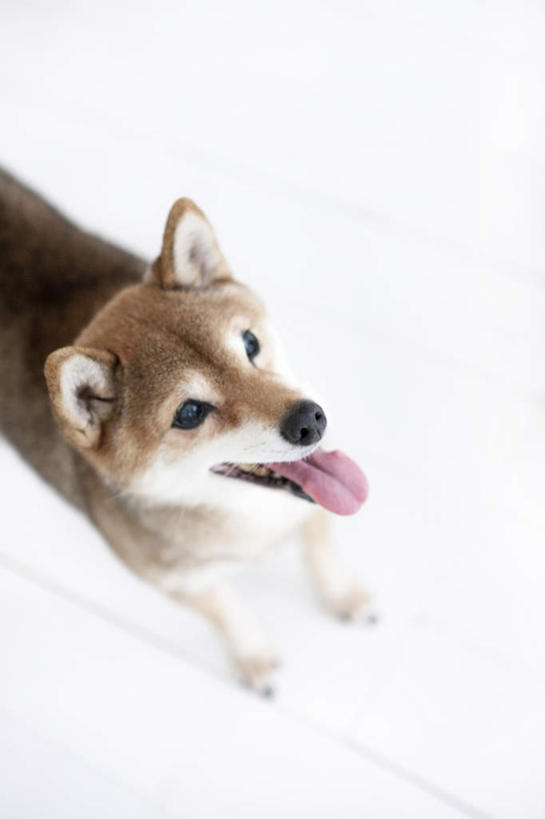 无人,站,竖图,俯视,室内,白天,白色背景,宠物,狗,柴犬,褐色,注视,吐舌头,一只,动物,观察,看,站着,张嘴,可爱,摄影,影棚,观看,察看,关注,日本柴犬,张大嘴巴,忠诚,西巴犬,张开嘴,犬,站立,半身,彩图,高角度拍摄,影棚拍摄,拍摄