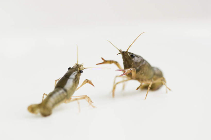 海鲜,无人,横图,室内,特写,白天,白色背景,正面,竞争,桌面,对抗,阴影,冲突,光线,影子,虾,水产,海洋生物,阳光,趴着,两只,摄影,影棚,对立,矛盾,水生动物,海产品,水生物,海底动物,敌对,挫败,斗争,抗拒,抗衡,螯虾,趴,抬头,仰头,彩图,影棚拍摄,拍摄