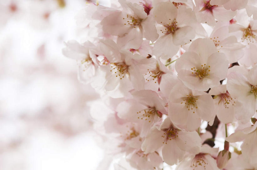 无人,横图,室外,特写,白天,正面,樱花,许多,朦胧,模糊,盛开,花蕾,花,花瓣,花朵,鲜花,白色,花苞,花蕊,仙樱花,福岛樱,青肤樱,荆桃,彩图