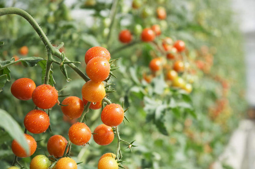 无人,横图,室外,特写,白天,正面,西红柿,水果,叶子,许多,朦胧,模糊,新鲜,生食,食品,果实,绿叶,食物,红色,嫩叶,有机食品,绿色食品,叶,叶片,樱桃番茄,圣女果,番茄,彩图