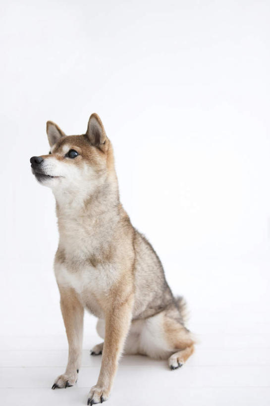 无人,坐,竖图,室内,白天,白色背景,正面,宠物,狗,柴犬,一只,动物,可爱,摄影,影棚,日本柴犬,忠诚,西巴犬,犬,坐着,彩图,影棚拍摄,拍摄