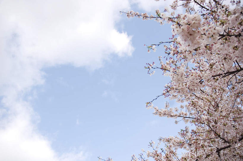 无人,横图,室外,白天,仰视,旅游,度假,美景,植物,樱花,许多,盛开,景观,樱花树,花蕾,娱乐,花,花瓣,花朵,鲜花,树,树木,粉色,绿色,自然,花苞,花蕊,享受,休闲,景色,放松,生长,成长,自然风光,仙樱花,福岛樱,青肤樱,荆桃,彩图,低角度拍摄