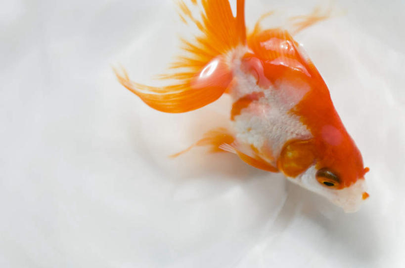 横图,俯视,室内,特写,白天,白色背景,河流,水,一条,金鱼,鱼,河水,水流,鱼类,红色,摄影,影棚,观赏鱼,金鲫鱼,半身,彩图,高角度拍摄,影棚拍摄,拍摄