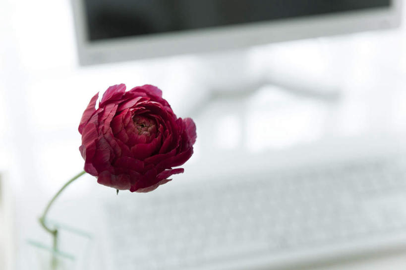 无人,横图,室内,特写,白天,正面,爱情,幸福,纯洁,热情,植物,玫瑰,静物,盛开,玫瑰花,浪漫,花,花瓣,花朵,花卉,鲜花,一朵,粉色,花蕊,温暖,温馨,恩爱,和睦,感动,尊敬,天真,刺玫花,徘徊花,彩图,融洽