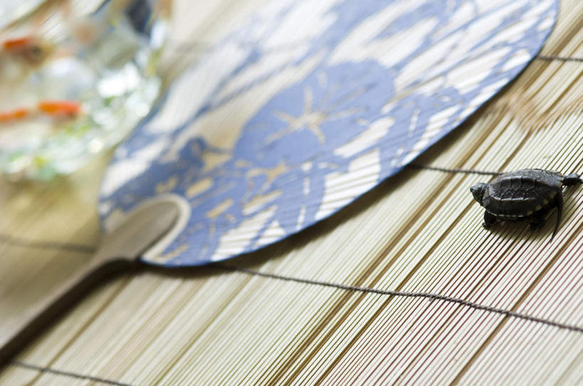 无人,横图,俯视,室内,特写,白天,龟,玻璃,一把,许多,阴影,朦胧,模糊,光线,金鱼,鱼,扇子,影子,鱼缸,清凉,凉爽,文化,鱼类,玻璃制品,一只,阳光,趴着,健康,游,草席,坚定,长寿,乌龟,观赏鱼,金鲫鱼,趴,半身,彩图,高角度拍摄,传统文化