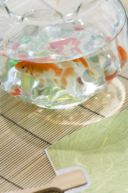 无人,竖图,俯视,室内,特写,白天,玻璃,阴影,光线,金鱼,鱼,扇子,影子,鱼缸,清凉,凉爽,文化,鱼类,玻璃制品,阳光,游,草席,观赏鱼,金鲫鱼,半身,彩图,高角度拍摄,传统文化