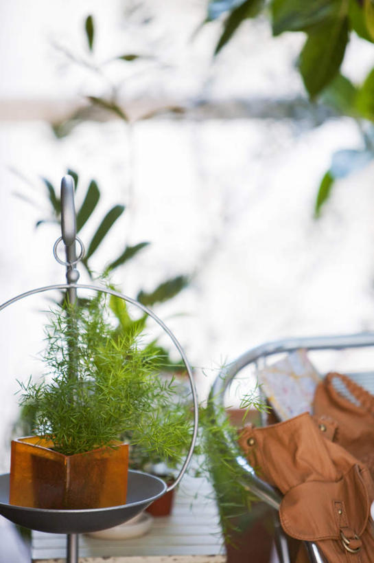 无人,竖图,室外,特写,白天,正面,植物,静物,朦胧,模糊,包,盆栽,皮包,褐色,盆景,一个,绿色,自然,生长,单个,成长,单肩包,一盆,彩图