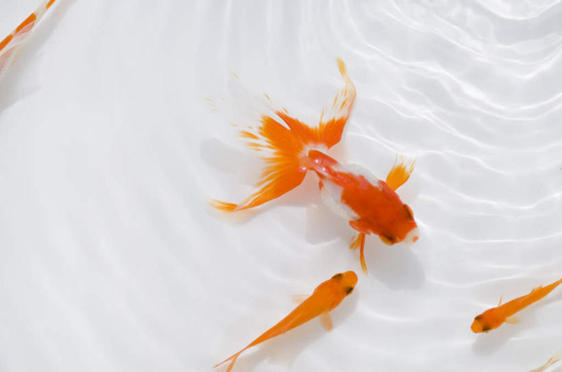 无人,横图,俯视,室内,特写,白天,白色背景,河流,水,波纹,金鱼,鱼,河水,水流,鱼类,红色,水纹,波浪,游,摄影,影棚,三条,观赏鱼,金鲫鱼,彩图,高角度拍摄,全身,影棚拍摄,拍摄