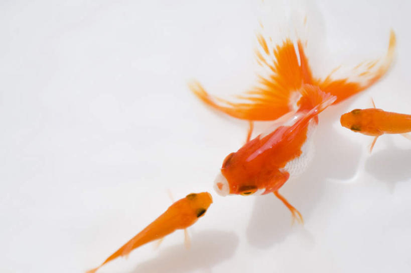 无人,横图,俯视,室内,特写,白天,白色背景,河流,水,波纹,金鱼,鱼,河水,水流,鱼类,红色,水纹,波浪,游,摄影,影棚,三条,观赏鱼,金鲫鱼,彩图,高角度拍摄,全身,影棚拍摄,拍摄