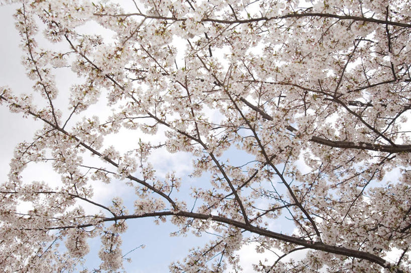 无人,横图,室外,白天,仰视,旅游,度假,幸福,纯洁,美景,樱花,盛开,景观,花蕾,娱乐,花,花瓣,花朵,鲜花,粉色,自然,花苞,花蕊,享受,休闲,景色,放松,等待,生命,自然风光,仙樱花,福岛樱,青肤樱,高尚,热烈,荆桃,彩图,低角度拍摄