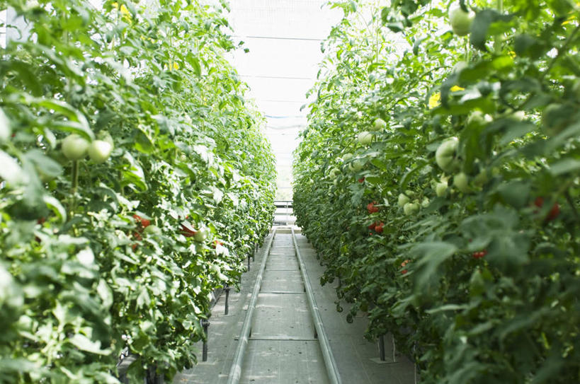 无人,菜园,横图,室内,特写,白天,正面,农作物,田园,植物,蔬菜,西红柿,叶子,许多,悬挂,新鲜,暖棚,食品,绿叶,树,树木,食物,绿色,自然,嫩叶,有机食品,绿色食品,生长,成长,菜棚,田庄,叶,叶片,番茄,彩图