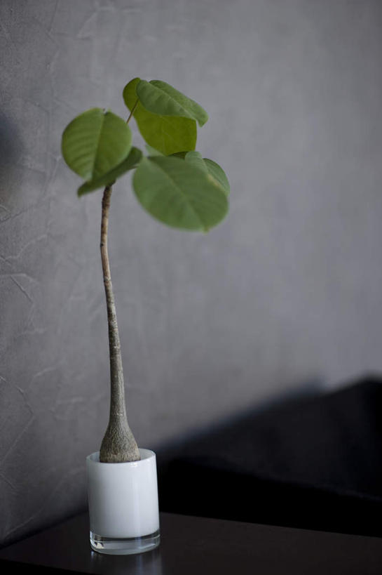 竖图,室内,特写,白天,正面,美景,植物,盆栽,景观,盆景,绿色,自然,景色,生长,成长,一盆,自然风光,半身,彩图