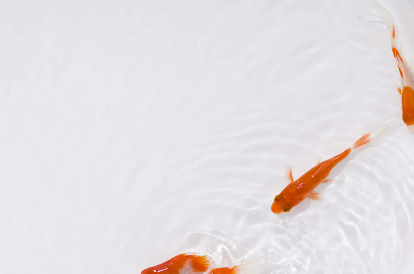 无人,横图,俯视,室内,特写,白天,白色背景,河流,水,金鱼,鱼,河水,水流,鱼类,红色,游,摄影,影棚,三条,观赏鱼,金鲫鱼,彩图,高角度拍摄,全身,影棚拍摄,拍摄