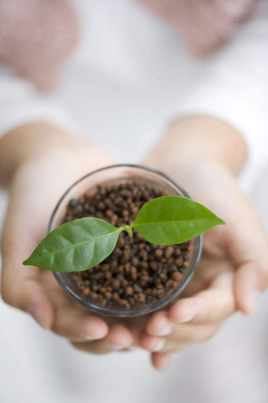 东方人,儿童,一个人,捧,竖图,俯视,室内,特写,白天,纯洁,杯子,叶子,亚洲,仅一个女性,仅一个人,服装,朦胧,模糊,泥土,绿叶,营养,休闲装,黄种人,玻璃制品,小孩,衣服,树苗,仅一个小孩,休闲,休闲服,嫩叶,可爱,童年,童趣,服饰,童真,烂漫,无邪,天真,女孩,女人,女性,亚洲人,孩子,叶,叶片,玻璃杯,端,端着,捧着,手捧,半身,彩图,高角度拍摄,女生