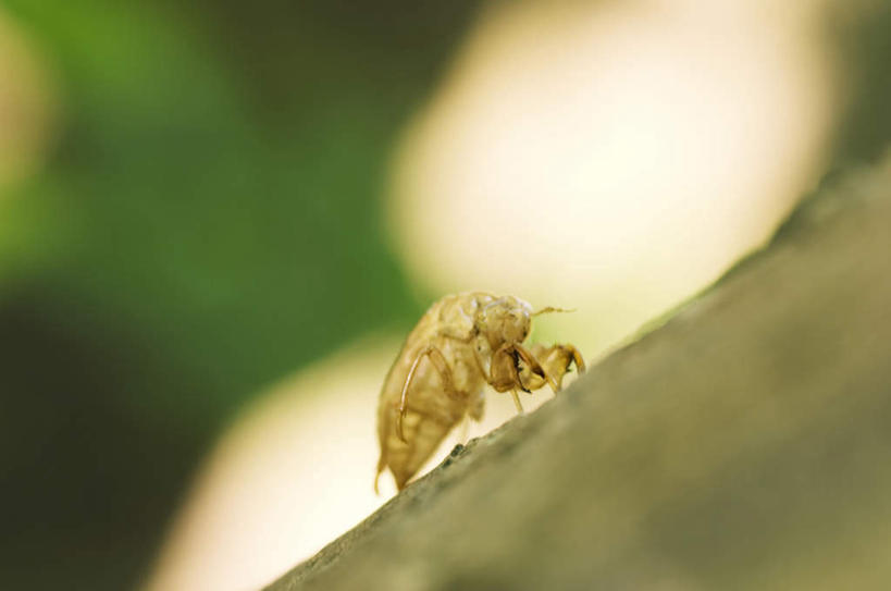 无人,横图,室外,特写,白天,正面,蝉,朦胧,模糊,透明,昆虫,动物,蜕皮,害虫,蚱蝉,知了,彩图,全身