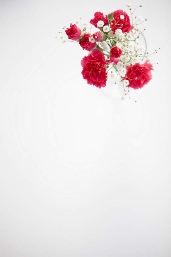 无人,竖图,俯视,室内,特写,白天,白色背景,纯洁,康乃馨,许多,盛开,花蕾,满天星,花,花瓣,花朵,鲜花,红色,白色,花苞,花蕊,清纯,摄影,影棚,关怀,霞草,丝石竹,思恋,真爱,麝香石竹,石竹,香石竹,彩图,高角度拍摄,影棚拍摄,拍摄,配角