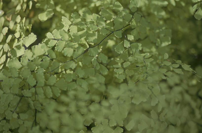 无人,横图,俯视,室外,特写,白天,旅游,度假,美景,叶子,许多,阴影,光线,影子,景观,绿叶,娱乐,阳光,自然,享受,休闲,嫩叶,景色,放松,自然风光,叶,叶片,彩图,高角度拍摄