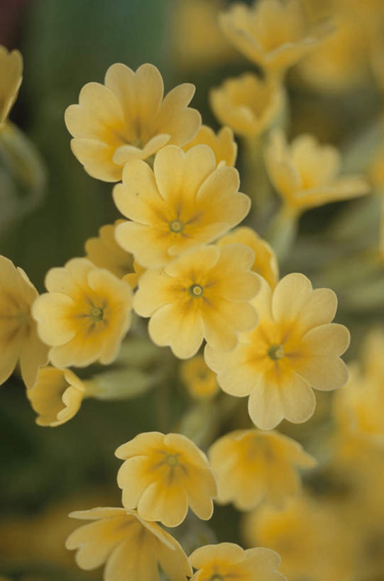 无人,竖图,俯视,室外,特写,白天,旅游,度假,美景,报春花,许多,朦胧,模糊,盛开,景观,花蕾,娱乐,花,花瓣,花朵,鲜花,黄色,自然,花苞,花蕊,享受,休闲,景色,放松,自然风光,樱草,独一,仅有,唯一,唯有,惟一,惟有,年景花,四季报春,彩图,高角度拍摄