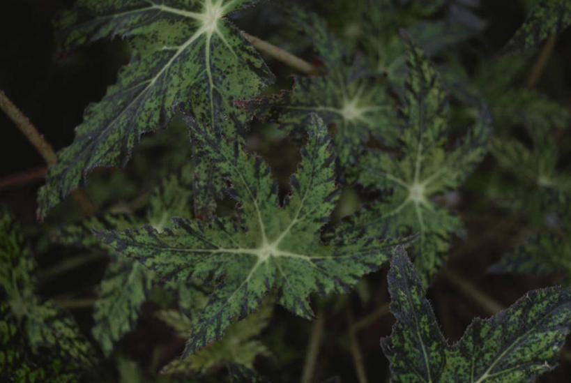 无人,横图,室外,特写,白天,仰视,旅游,度假,美景,叶子,许多,黑色背景,景观,绿叶,娱乐,自然,享受,休闲,嫩叶,景色,放松,自然风光,叶,叶片,彩图,低角度拍摄