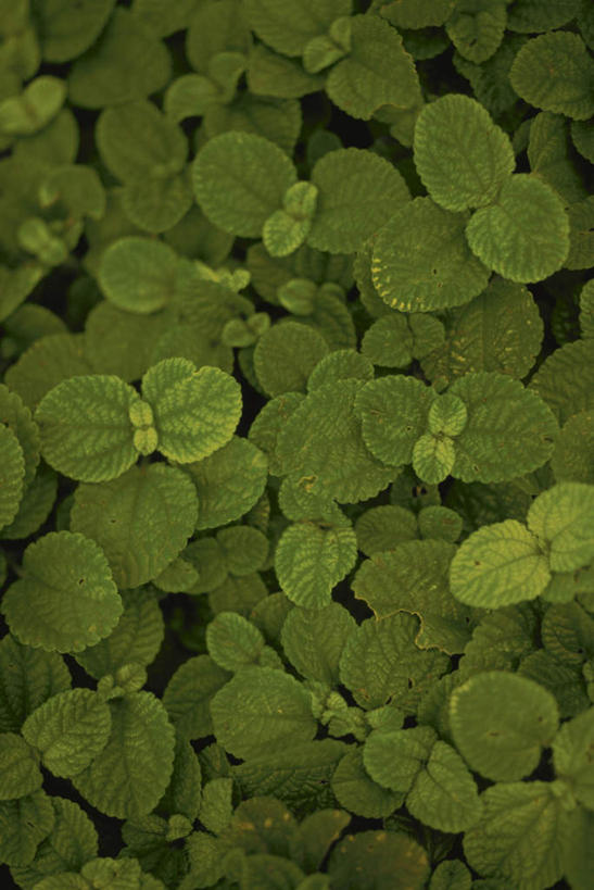 竖图,俯视,室外,特写,白天,旅游,度假,美景,叶子,许多,景观,绿叶,娱乐,自然,享受,休闲,嫩叶,景色,放松,自然风光,叶,叶片,叶脉,彩图,高角度拍摄